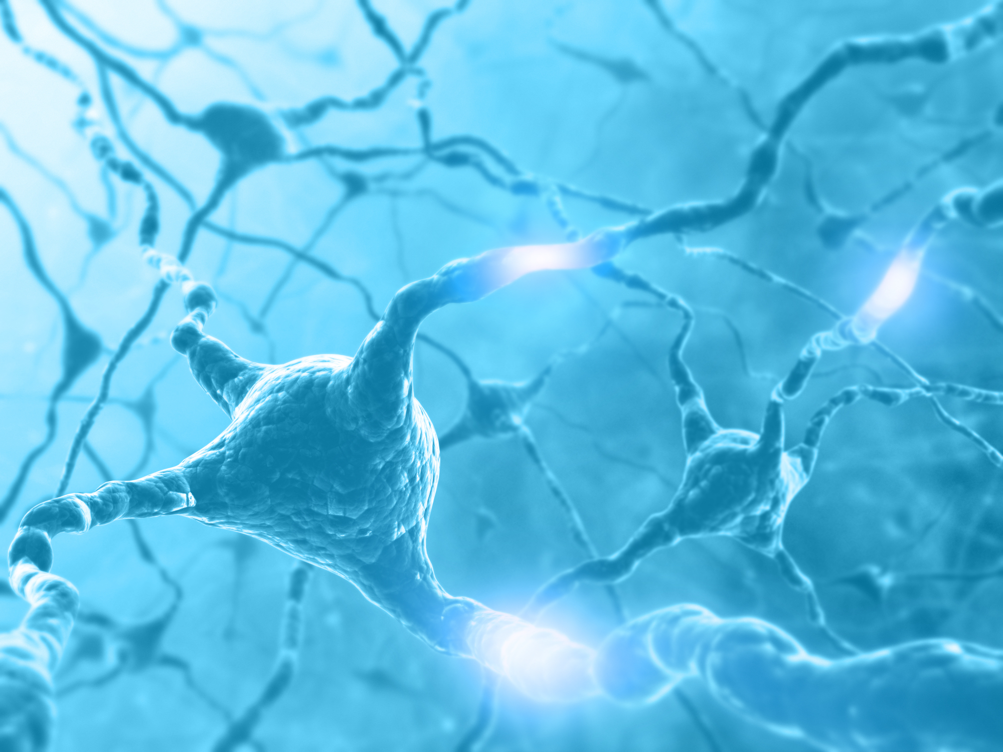 Il ruolo dei neuroni nel sistema nervoso